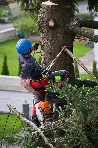 Tree and Shrub Care in North Sarasota, FL